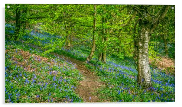 Into the Bluebell Woods. Acrylic by Bill Allsopp
