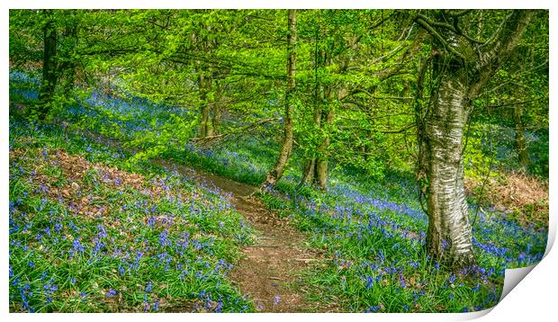 Into the Bluebell Woods. Print by Bill Allsopp