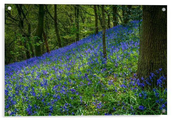 Enchanted Bluebell Woodland Acrylic by Bill Allsopp