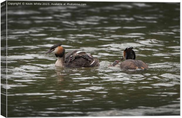 Great Crested Grebe new family Canvas Print by Kevin White