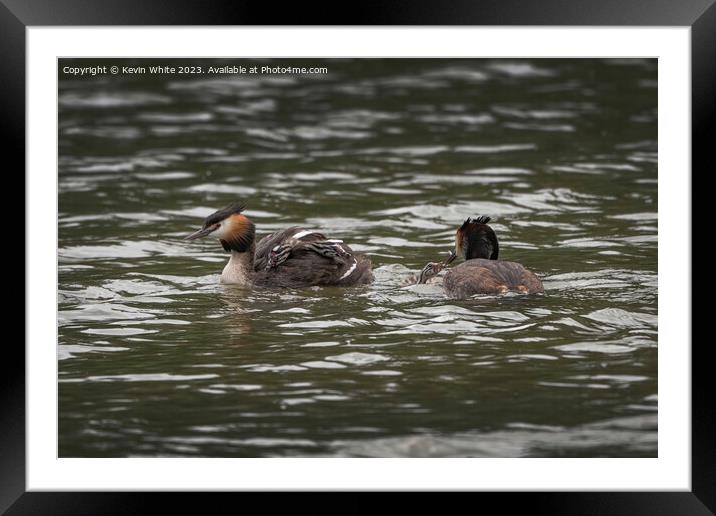 Great Crested Grebe new family Framed Mounted Print by Kevin White