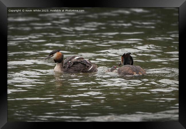 Great Crested Grebe new family Framed Print by Kevin White