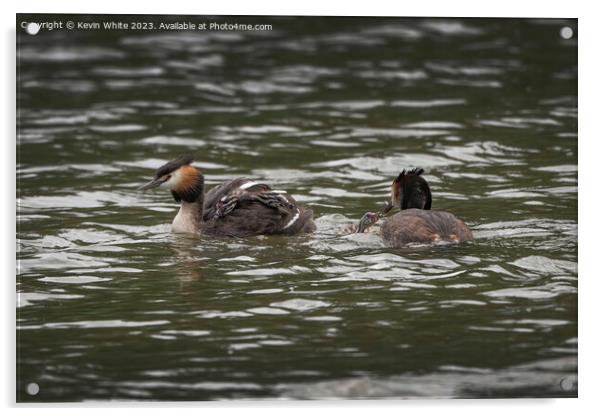 Great Crested Grebe new family Acrylic by Kevin White