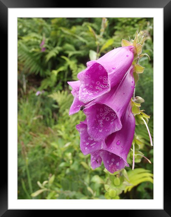 Pink fox glove Framed Mounted Print by Emily-Jane Christie