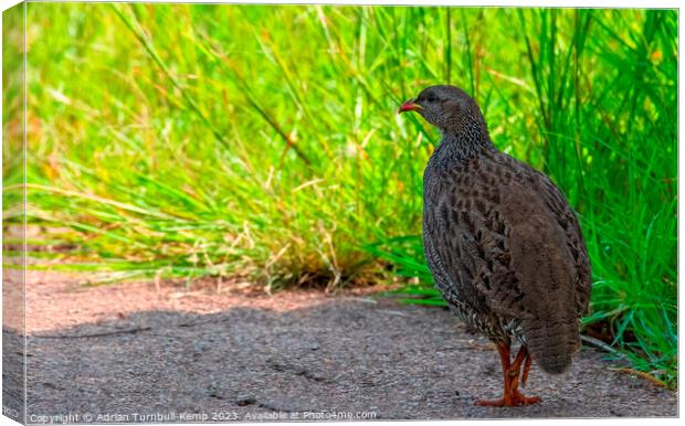 Natal Francolin adult (Pternistis natalensis) Canvas Print by Adrian Turnbull-Kemp