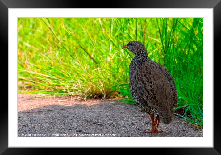 Natal Francolin adult (Pternistis natalensis) Framed Mounted Print by Adrian Turnbull-Kemp
