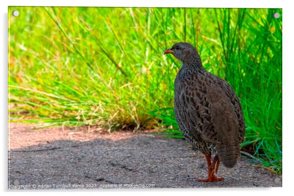 Natal Francolin adult (Pternistis natalensis) Acrylic by Adrian Turnbull-Kemp