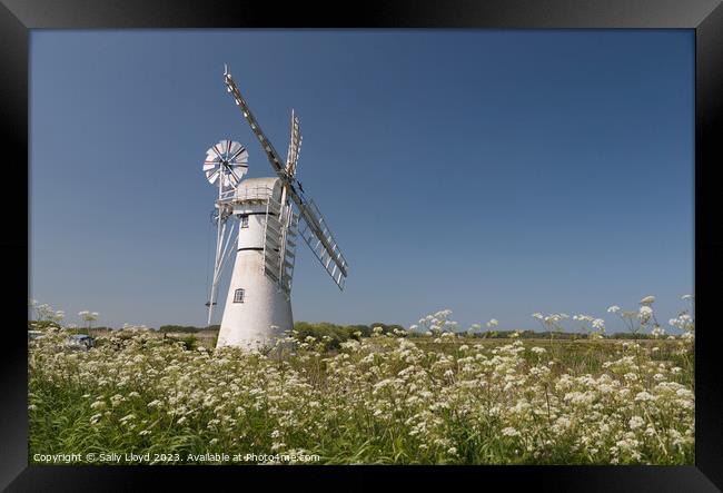 Thurne Mill with Cow Parsley  Framed Print by Sally Lloyd