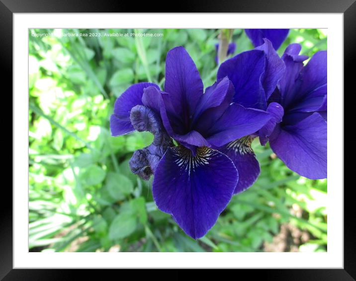 A Purple Iris Framed Mounted Print by Barbara Rea