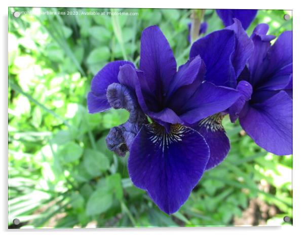 A Purple Iris Acrylic by Barbara Rea