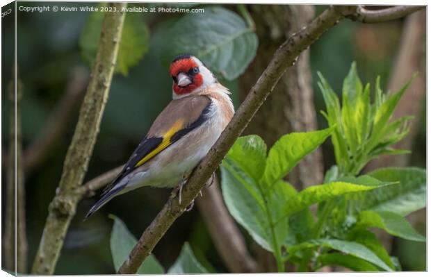 Goldfinch full of beauty and color Canvas Print by Kevin White