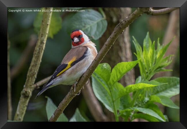 Goldfinch full of beauty and color Framed Print by Kevin White