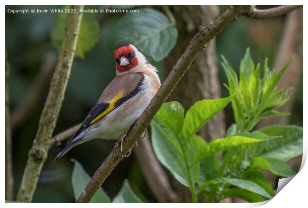 Goldfinch full of beauty and color Print by Kevin White