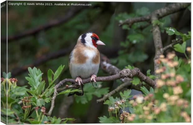 Goldfinch searching for food Canvas Print by Kevin White