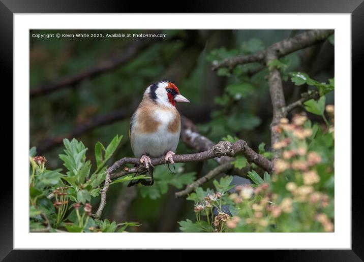Goldfinch searching for food Framed Mounted Print by Kevin White