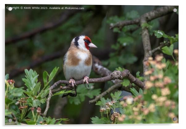 Goldfinch searching for food Acrylic by Kevin White