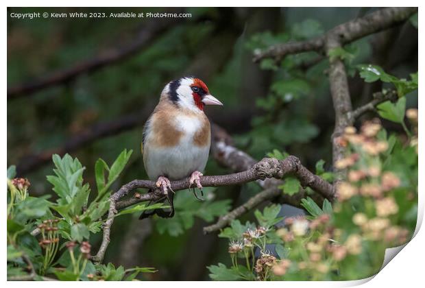 Goldfinch searching for food Print by Kevin White
