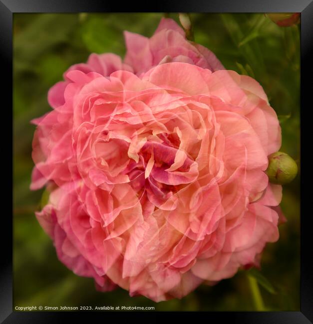 gertrude Jekyl rose multiple exposure Framed Print by Simon Johnson