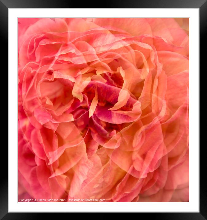 Peachy Blush Rose Framed Mounted Print by Simon Johnson