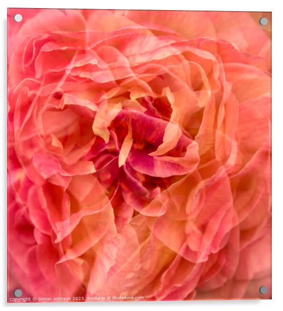 Peachy Blush Rose Acrylic by Simon Johnson