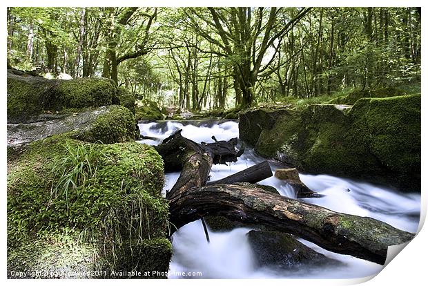 Fallen log Print by paul cowles