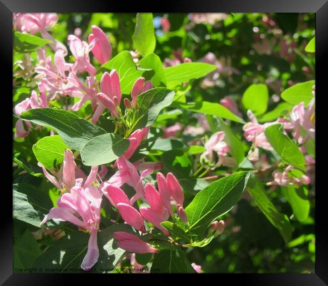 Pink Honeysuckle Framed Print by Stephanie Moore