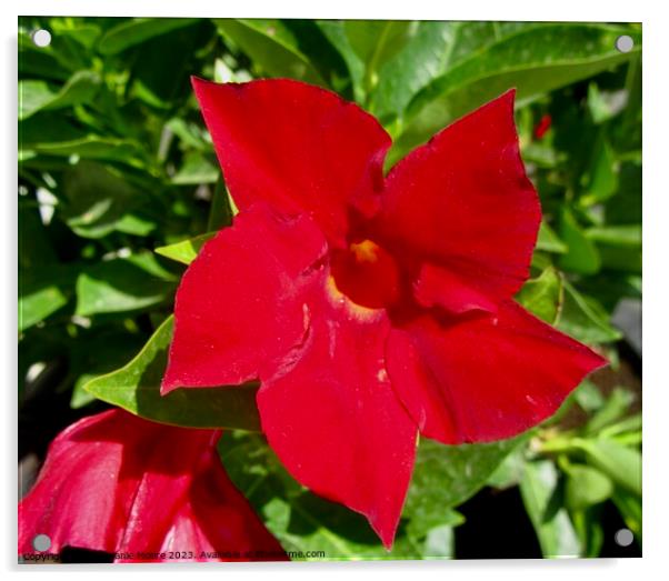 Red Flower Acrylic by Stephanie Moore