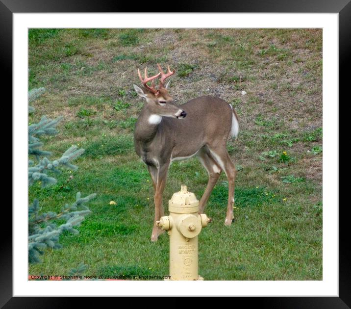 Young buck  Framed Mounted Print by Stephanie Moore