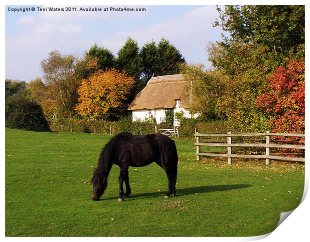 Autumn in the New Forest Print by Terri Waters