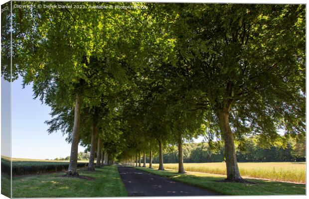 Beech Tree Avenue, Moor Crichel Canvas Print by Derek Daniel