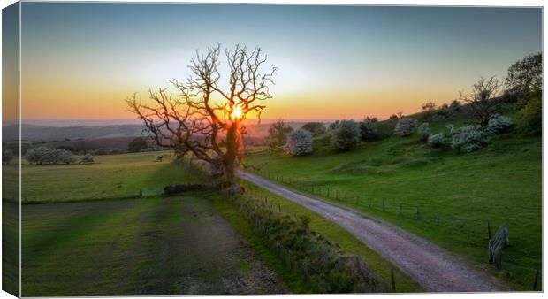 Sunset and an old tree Canvas Print by Leighton Collins