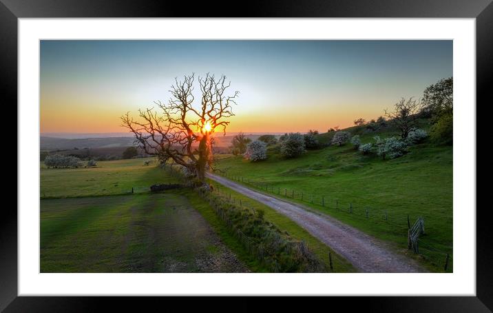 Sunset and an old tree Framed Mounted Print by Leighton Collins