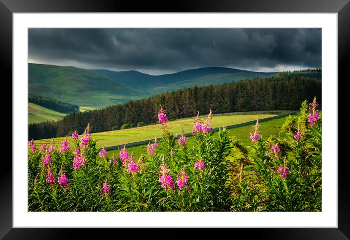 Weeds glorious weeds. Framed Mounted Print by Bill Allsopp