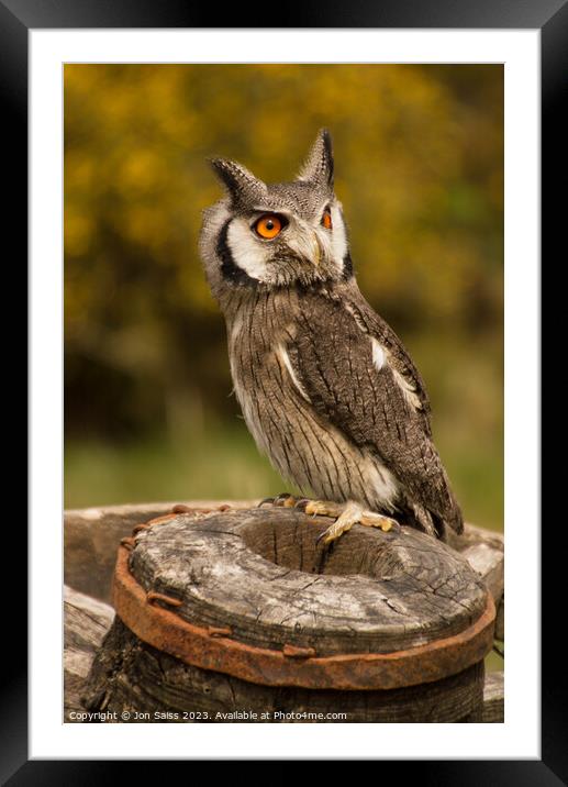 Owl on wagon Wheel Framed Mounted Print by Jon Saiss