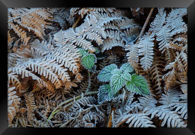 Winter's Icy Grip Framed Print by Bill Allsopp