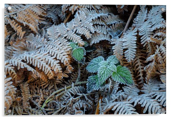 Winter's Icy Grip Acrylic by Bill Allsopp
