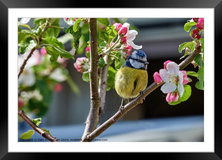 Serene Bluetit Amidst Apple Blossoms Framed Mounted Print by Tom McPherson