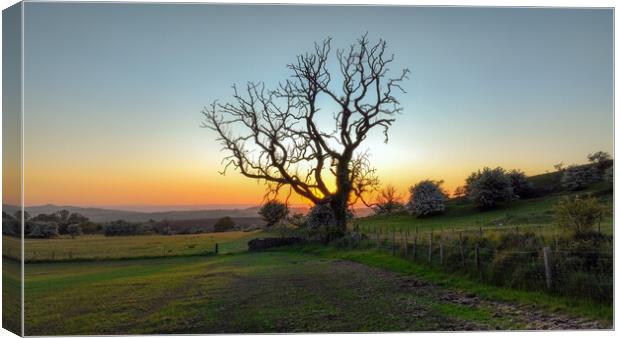 Spooky tree at sunset Canvas Print by Leighton Collins