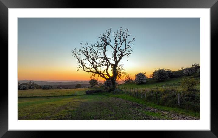Spooky tree at sunset Framed Mounted Print by Leighton Collins