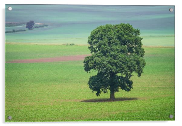 Solitary Oak Tree Standing Tall Acrylic by Bill Allsopp