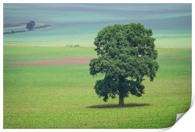 Solitary Oak Tree Standing Tall Print by Bill Allsopp