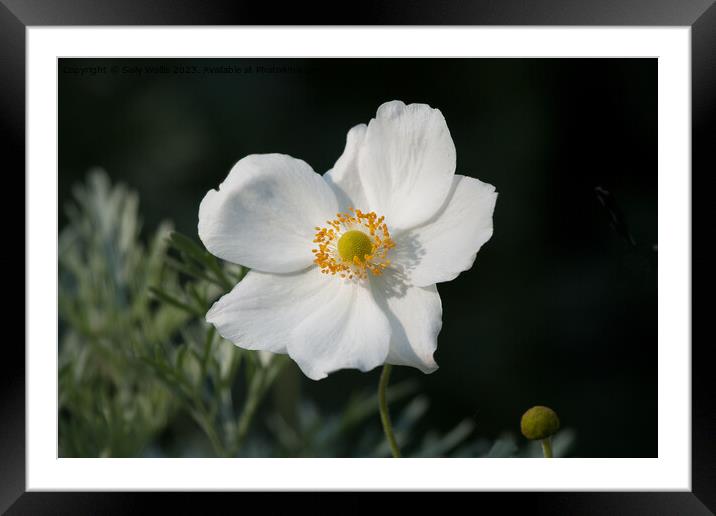 Japanese Anemone Framed Mounted Print by Sally Wallis
