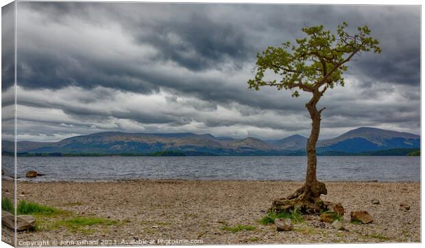 Lone Tree on Loch Lomond in Scotland Canvas Print by John Gilham