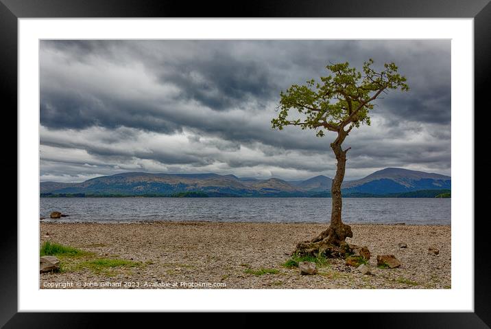 Lone Tree on Loch Lomond in Scotland Framed Mounted Print by John Gilham