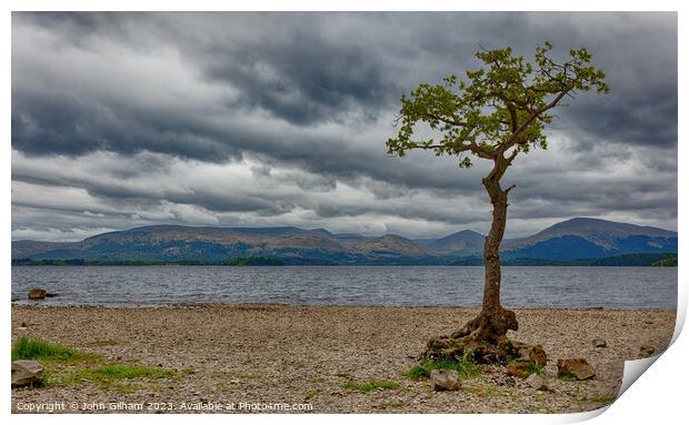 Lone Tree on Loch Lomond in Scotland Print by John Gilham