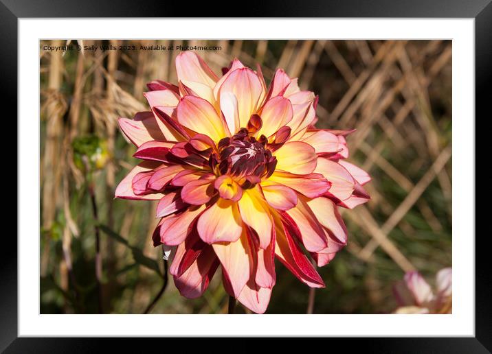 Pink and yellow Dahlia Framed Mounted Print by Sally Wallis