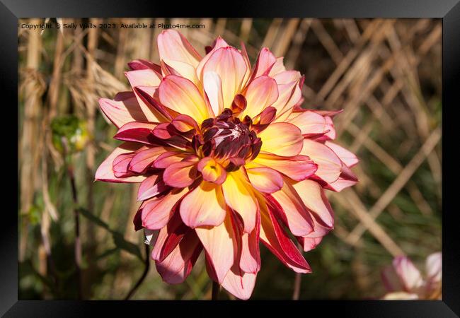 Pink and yellow Dahlia Framed Print by Sally Wallis