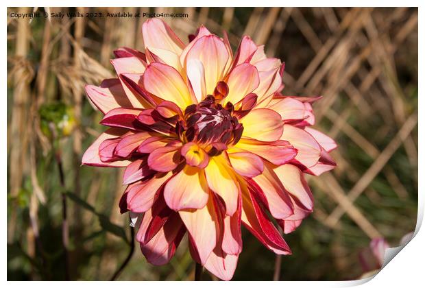 Pink and yellow Dahlia Print by Sally Wallis