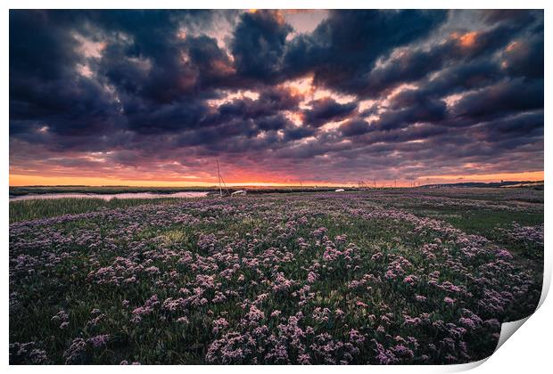 Sunrise over Sea Lavender Print by Bill Allsopp