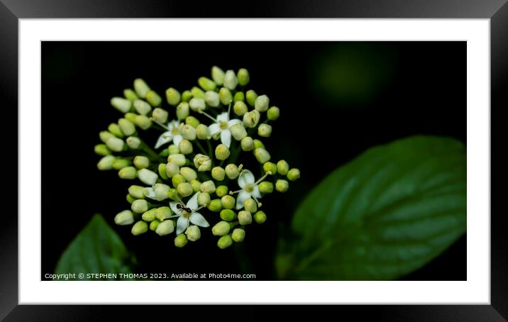 Ant On A Plant - Red Osier Dogwood Framed Mounted Print by STEPHEN THOMAS